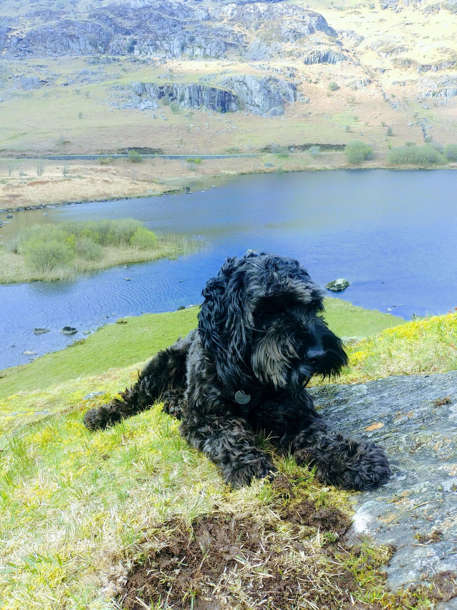 Black dog lying on grass above llynau mymbyr