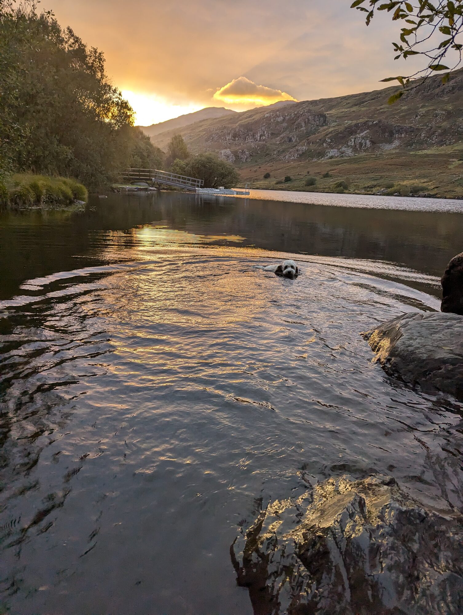 Dog swimming in llynau mymbyr at sunset